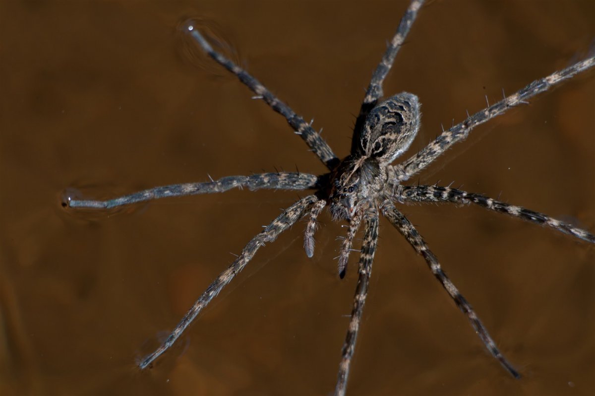 Паук Мизгирь маленький