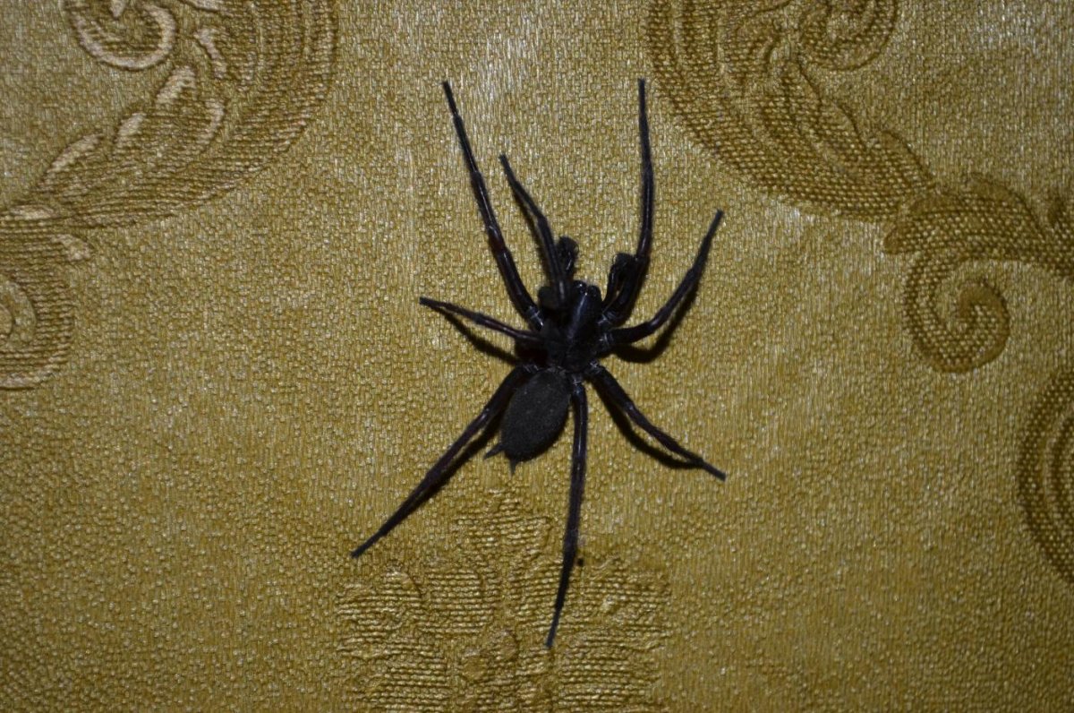 Ядовитые пауки Сахалина