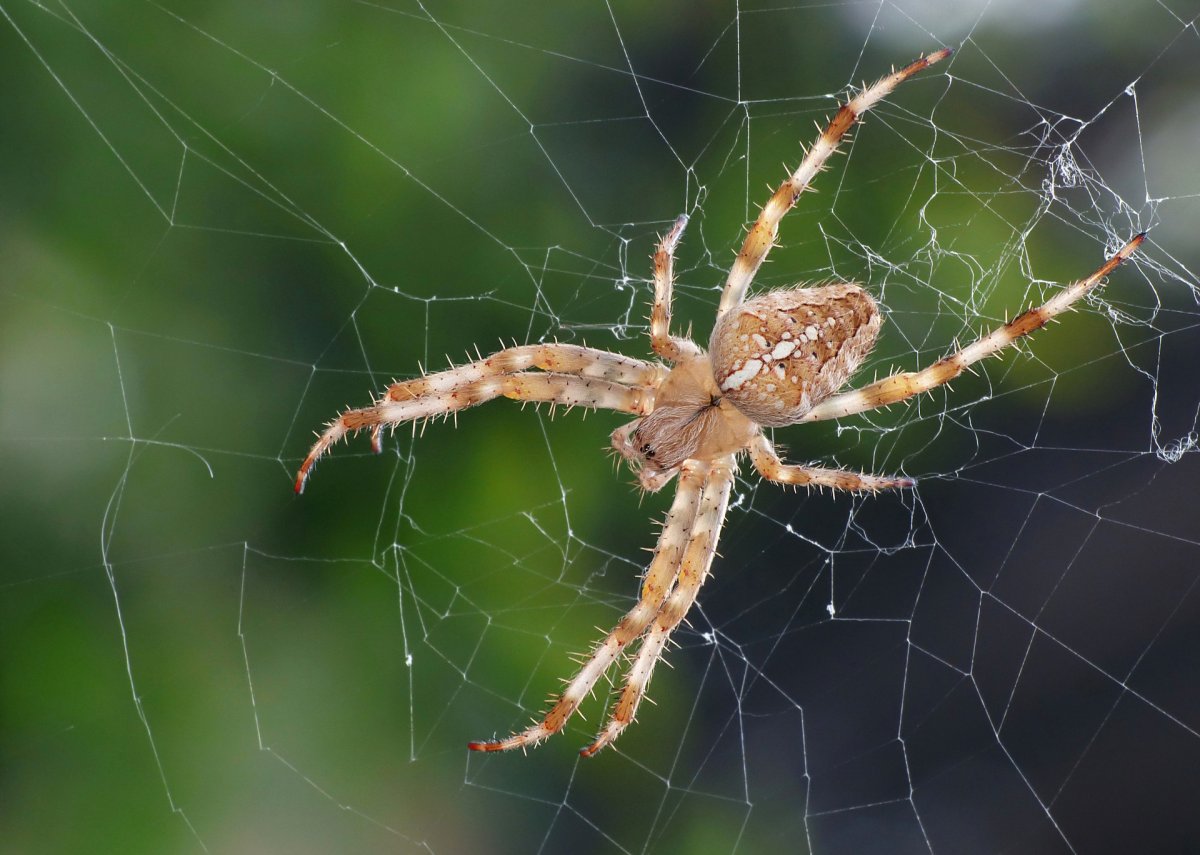 Ядовитые паукообразные