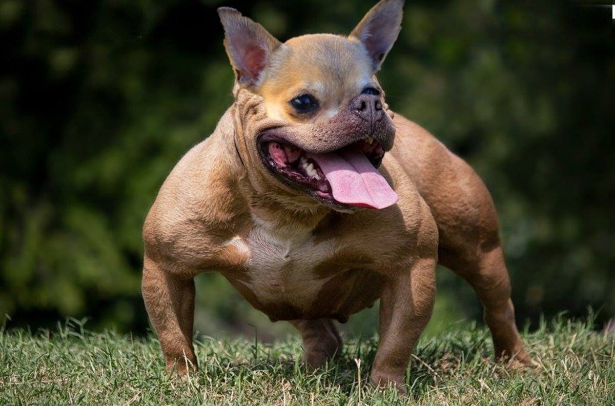 Коротколапый бульдог