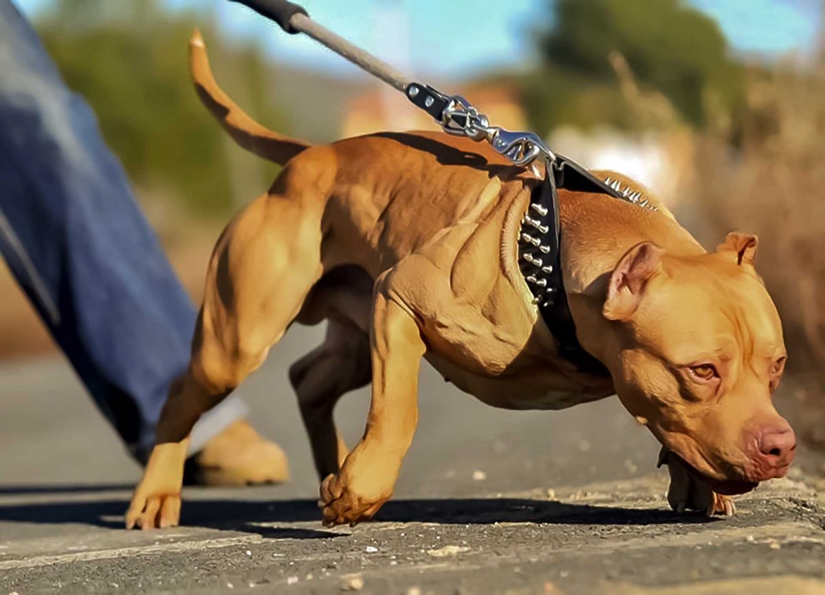 Американский питбультерьер натренированный