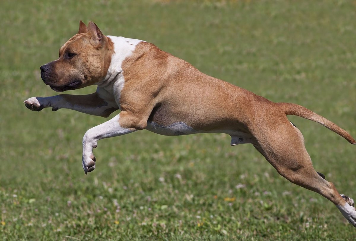 Американский пит стафф терьер