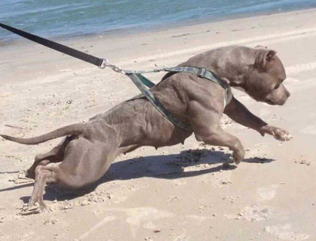 Американский булли на стероидах