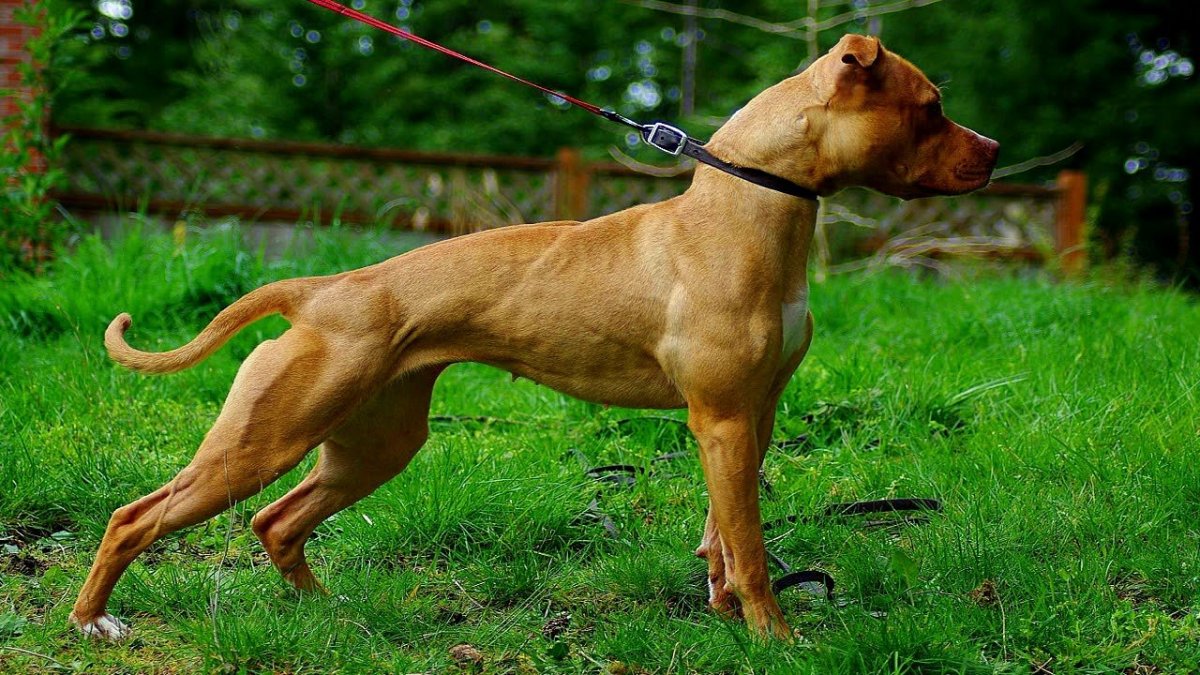 Американский бульдог булли