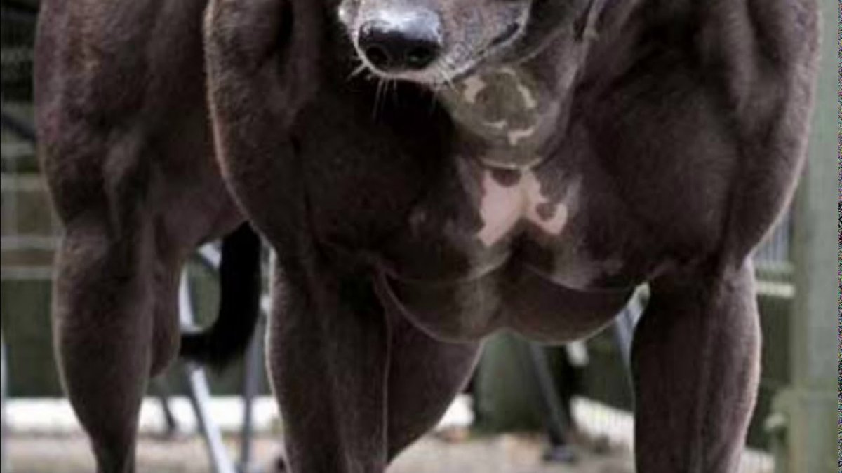 Венди собака качок