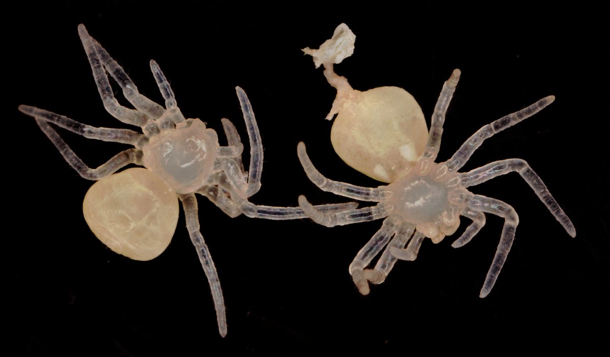 Капустин яр пауки