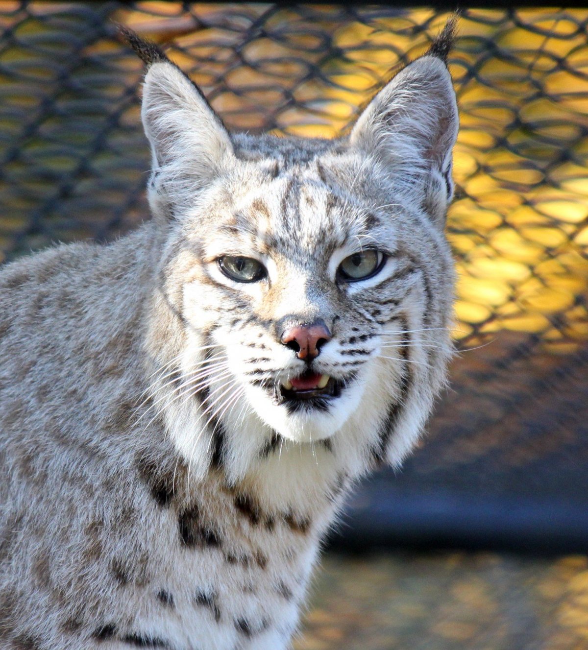 Бобкэт Рысь домашняя с человеком