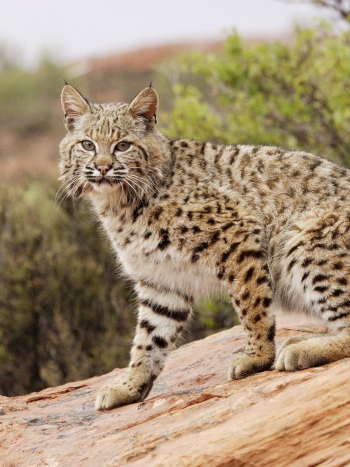 Domestic Bobcat