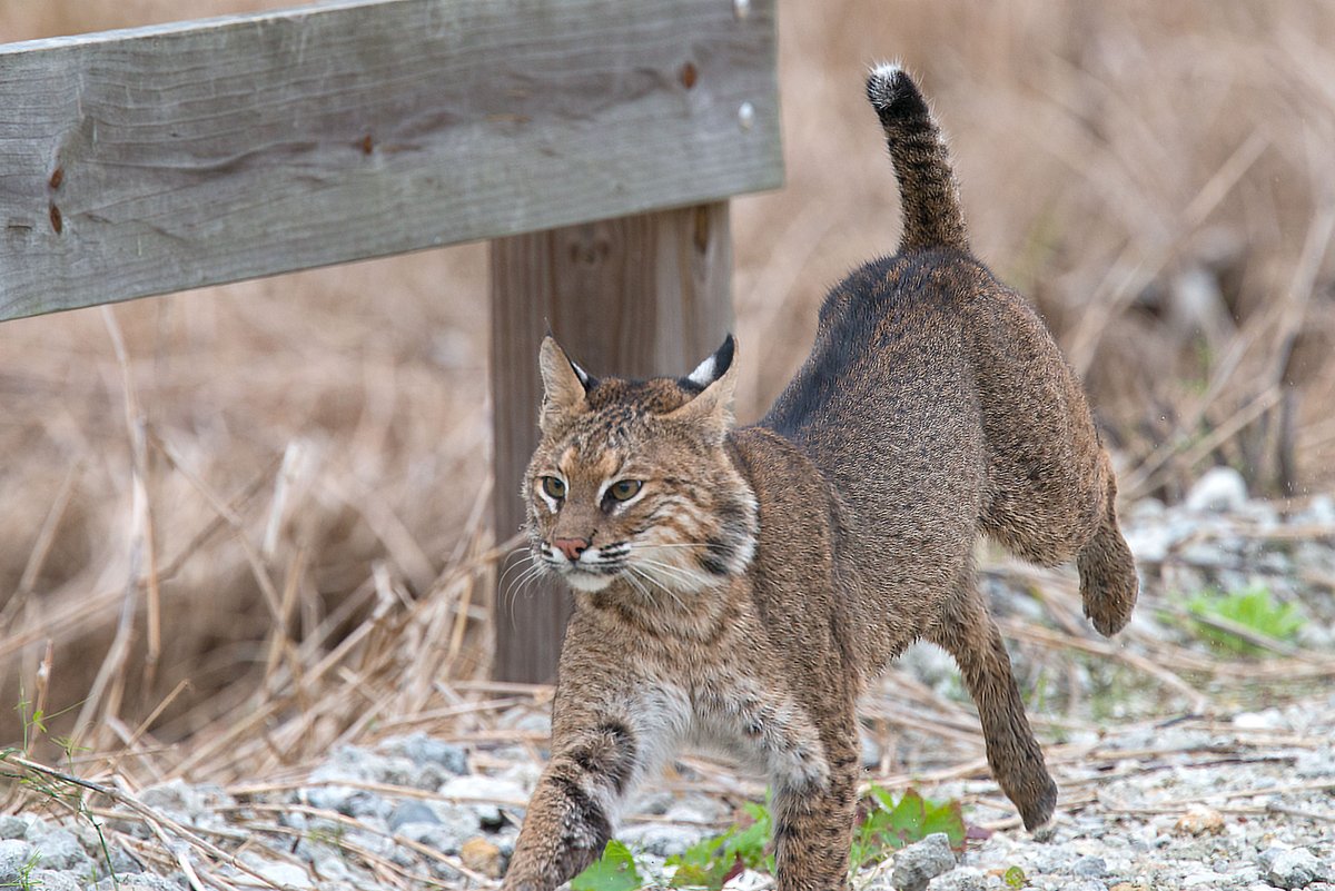 Latham Rebecca. Prowling (Bobcat Kitten)