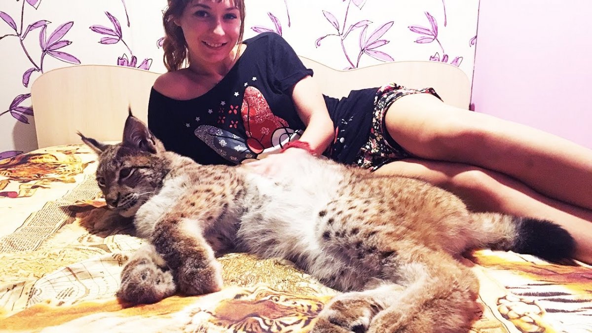 Бобкэт порода Рысь