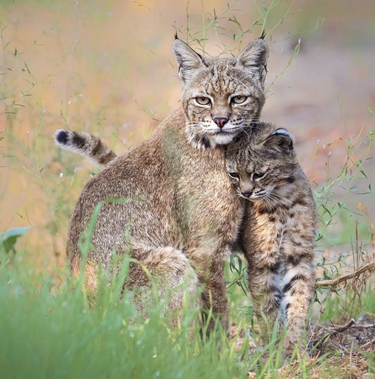 Бобкэт порода кошек