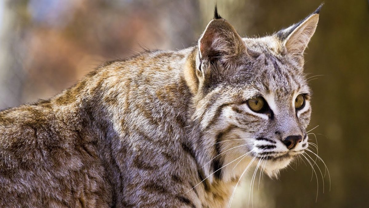 Сибирские бобкеты кошки