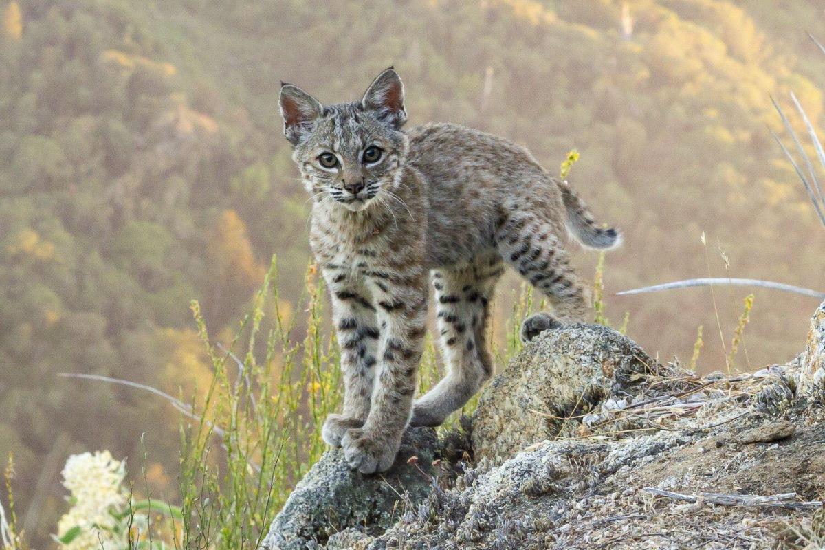 Розалия Боб Кэт Бобкэт кошка