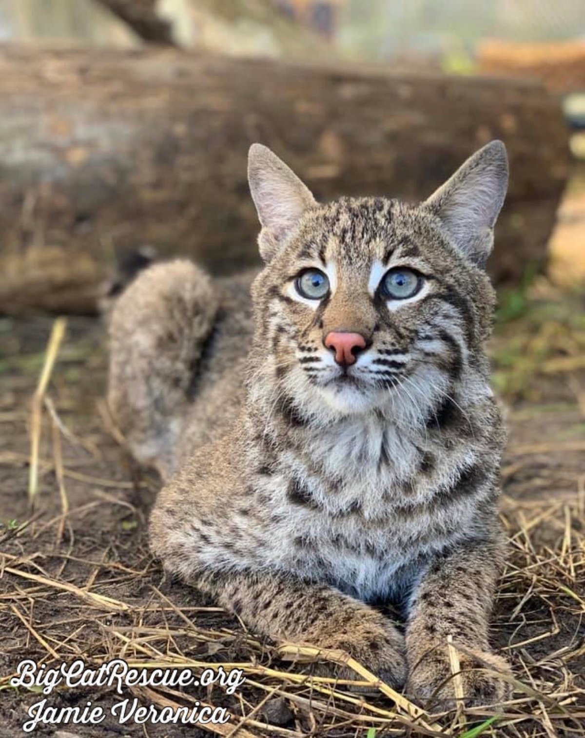 Порода кота Bobcat