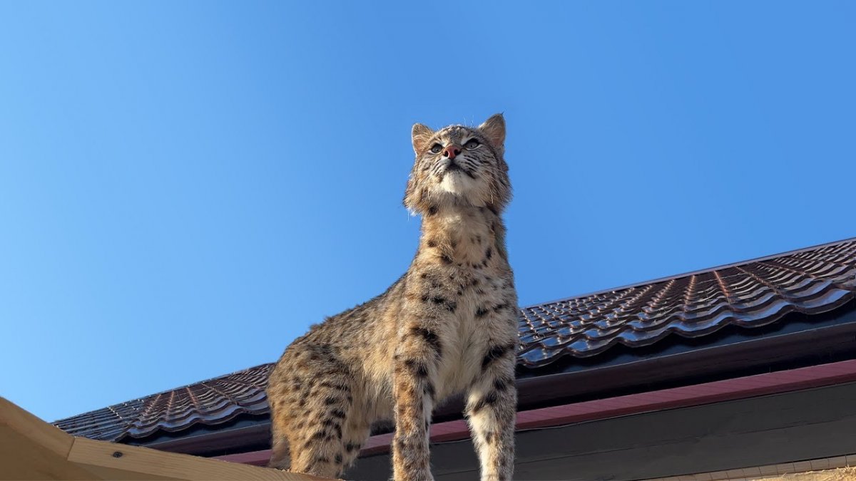 Канадская Рысь Бобкэт