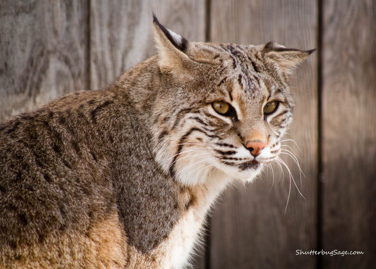 Пятыжкина Екатерина Bobcat