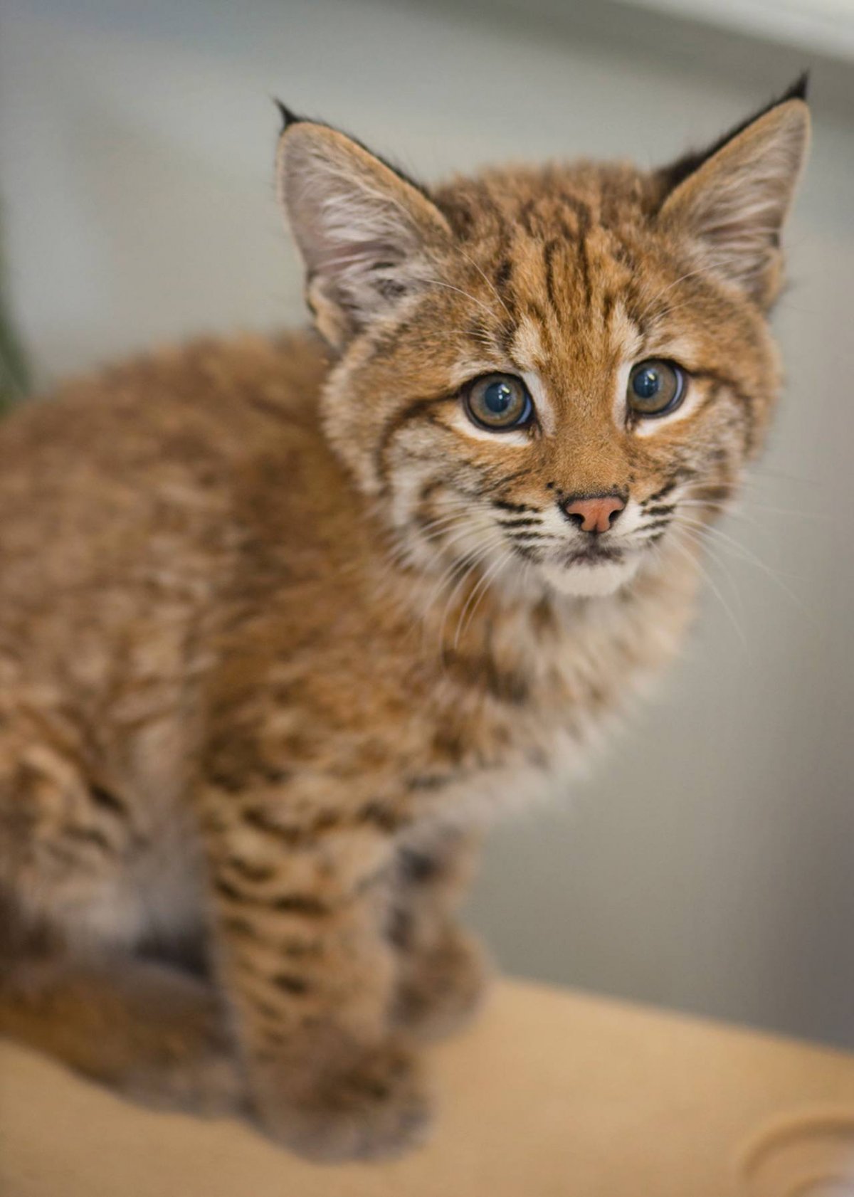 Bobcat Attack animal