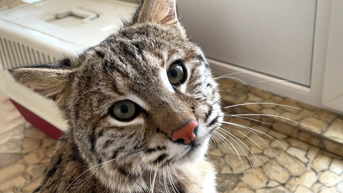 Бобкэт животное