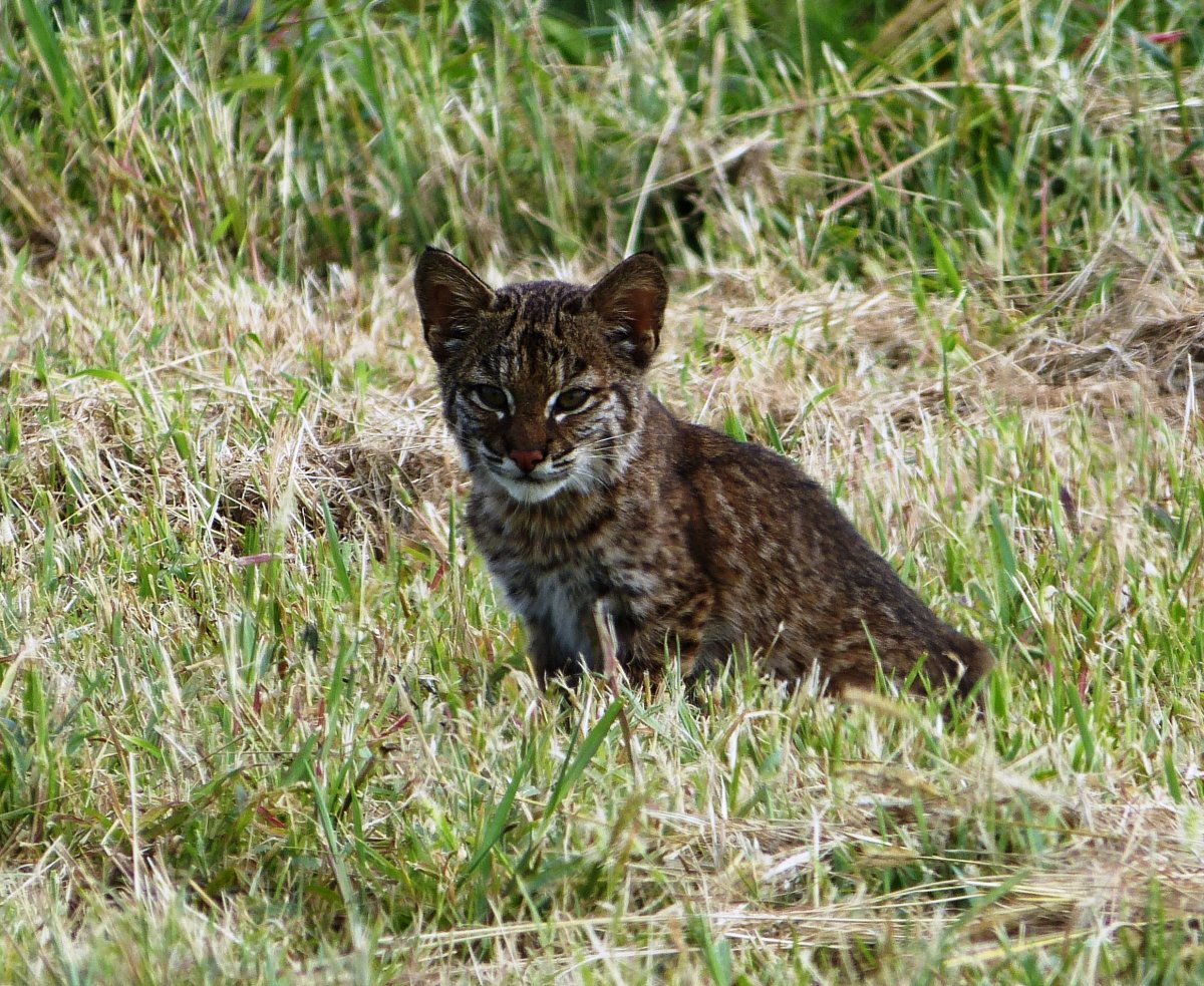 Сибирские бобкеты кот
