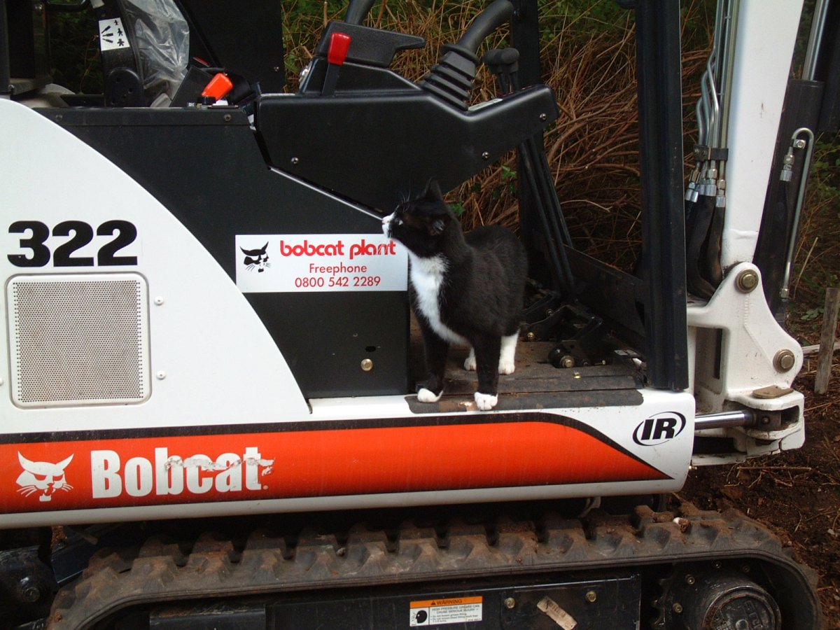 Бобкэт кошачий