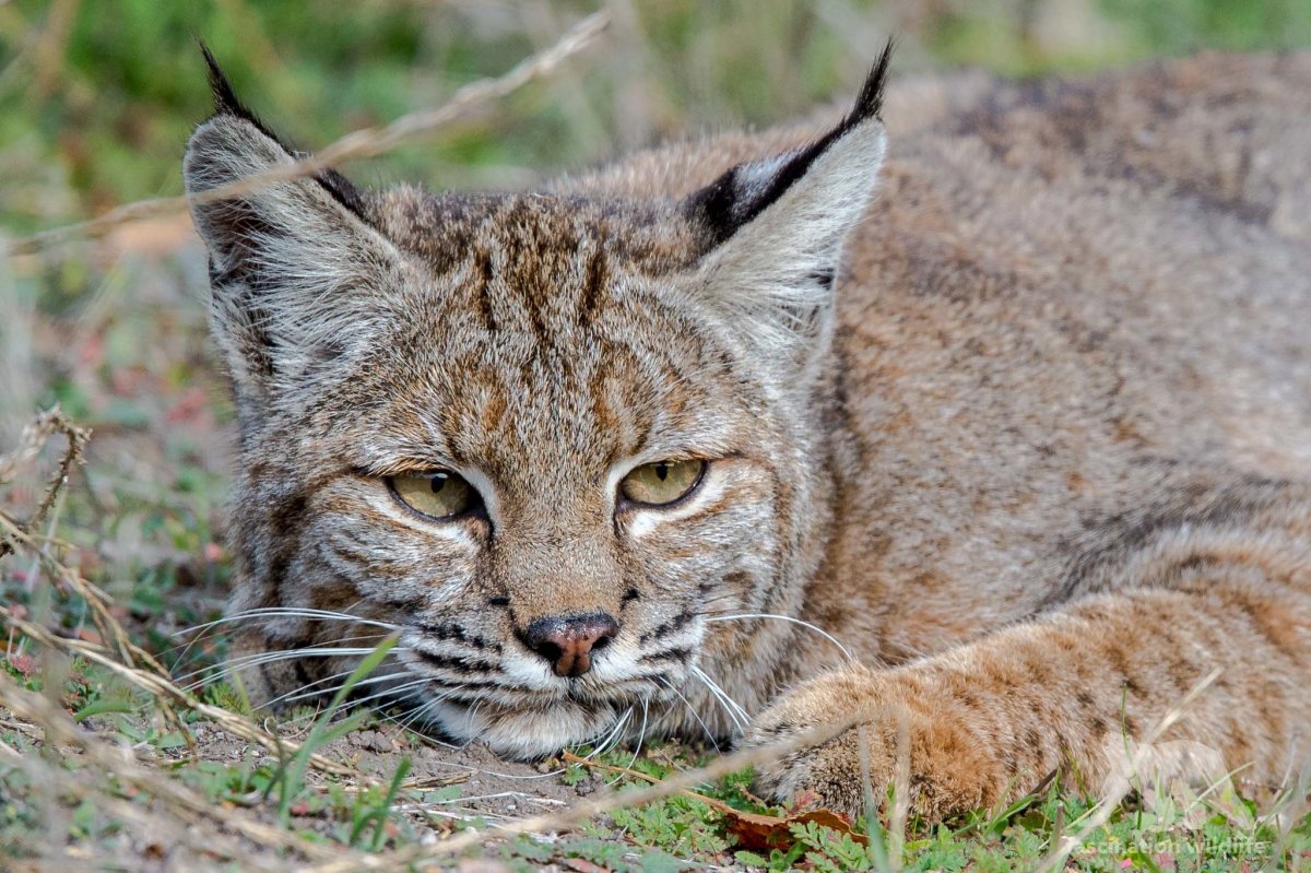 Бобкет кошка