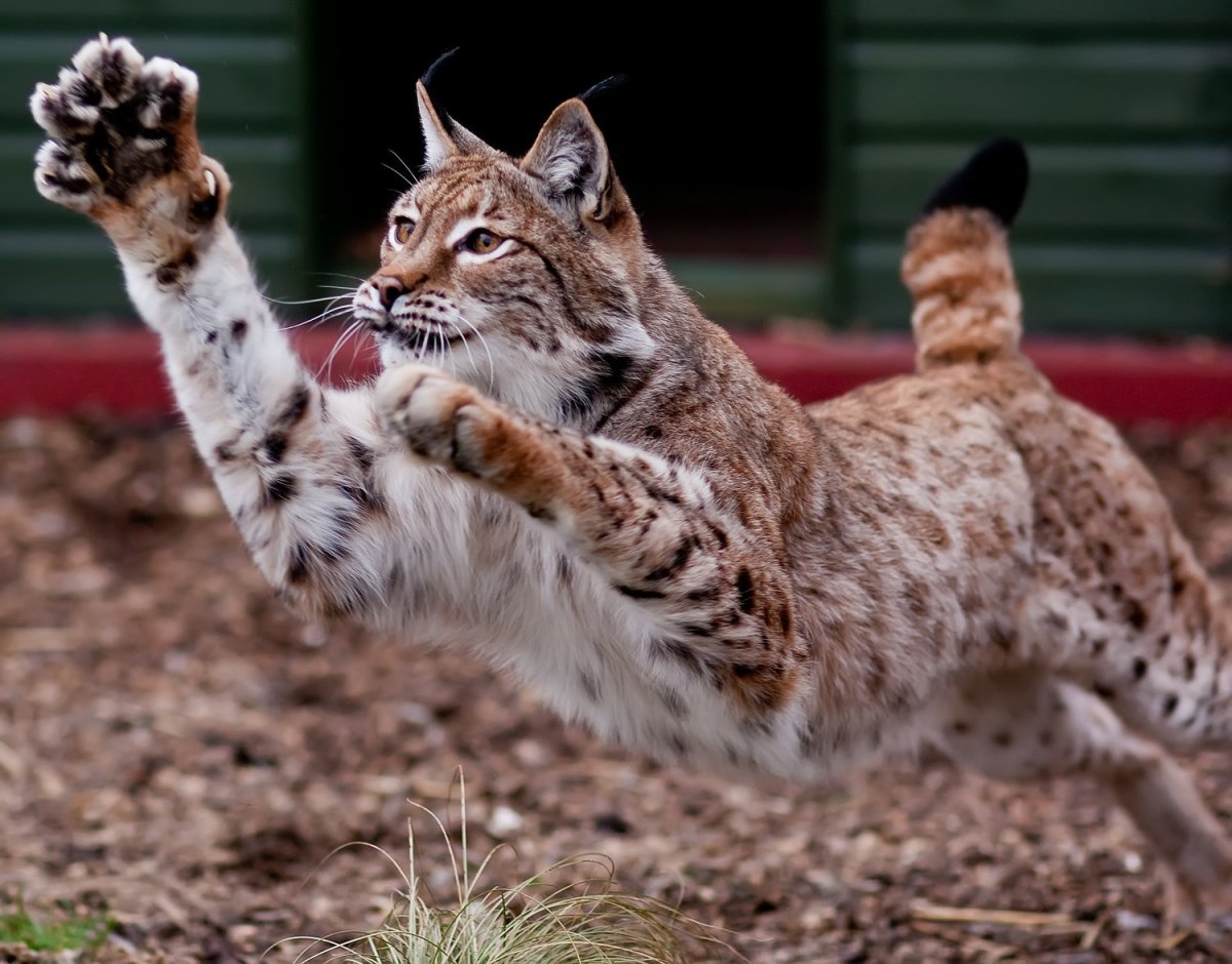 Бобкэт кот дома