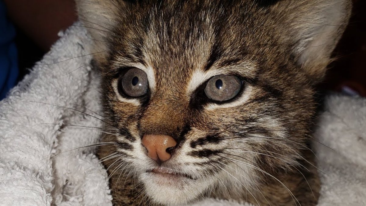 Бобкэт кошка