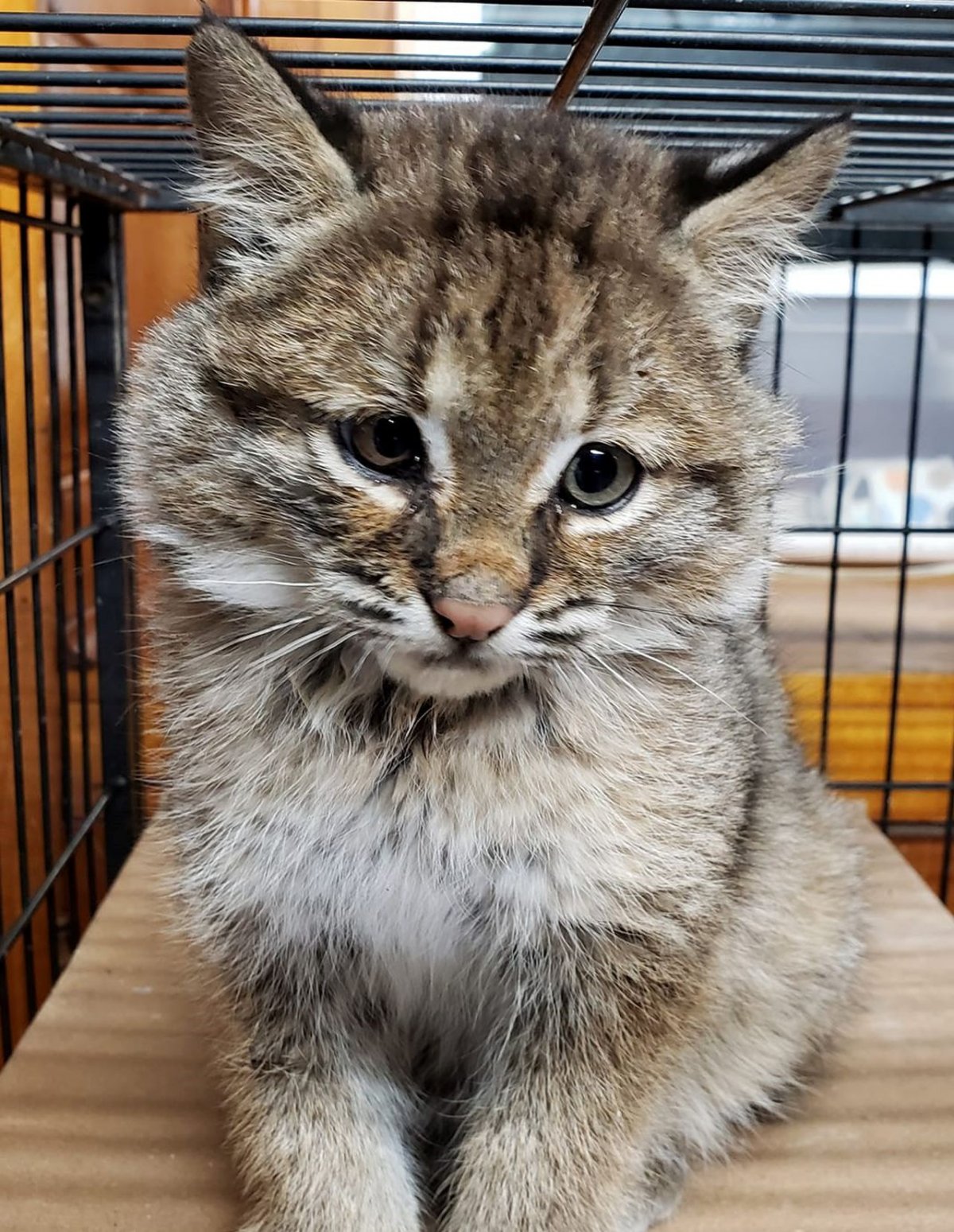 Рысь серая Бобкэт