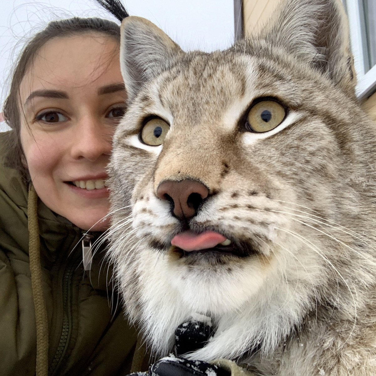 Красная Рысь Бобкэт