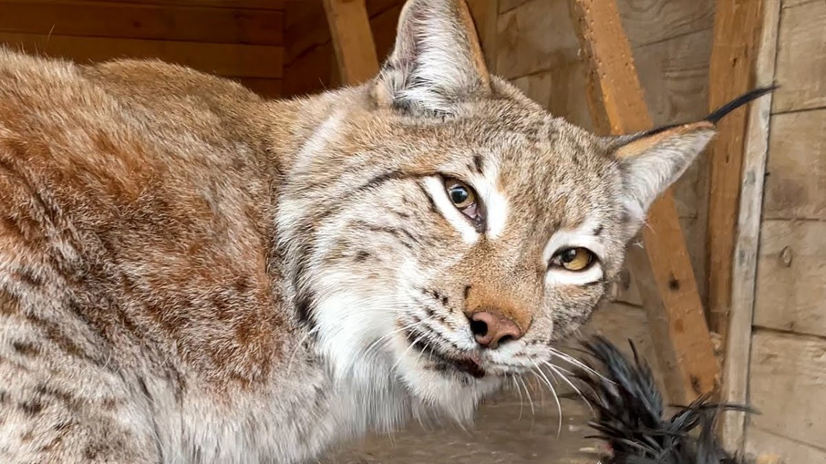 Рысь национальный парк