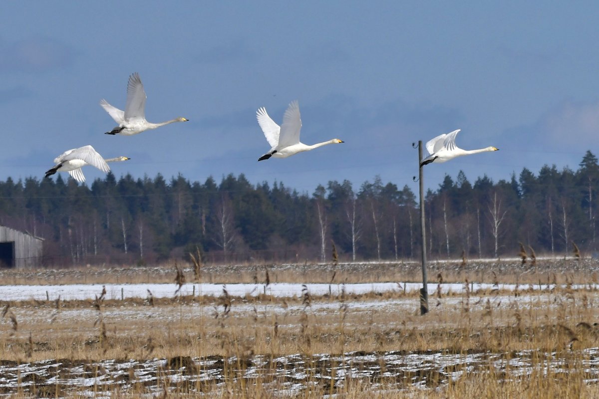 Мелкие перелетные птицы
