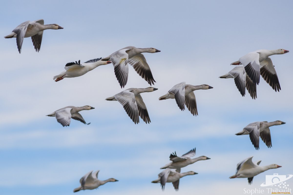 Птицы нашего края Узбекистан