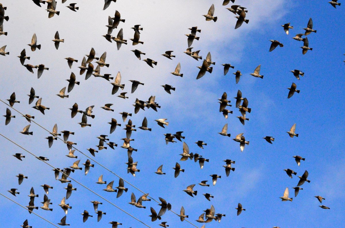 Скворец Перелетная птица