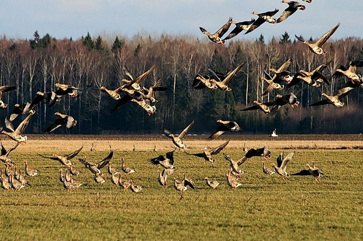 Перелетные птицы Ставрополья