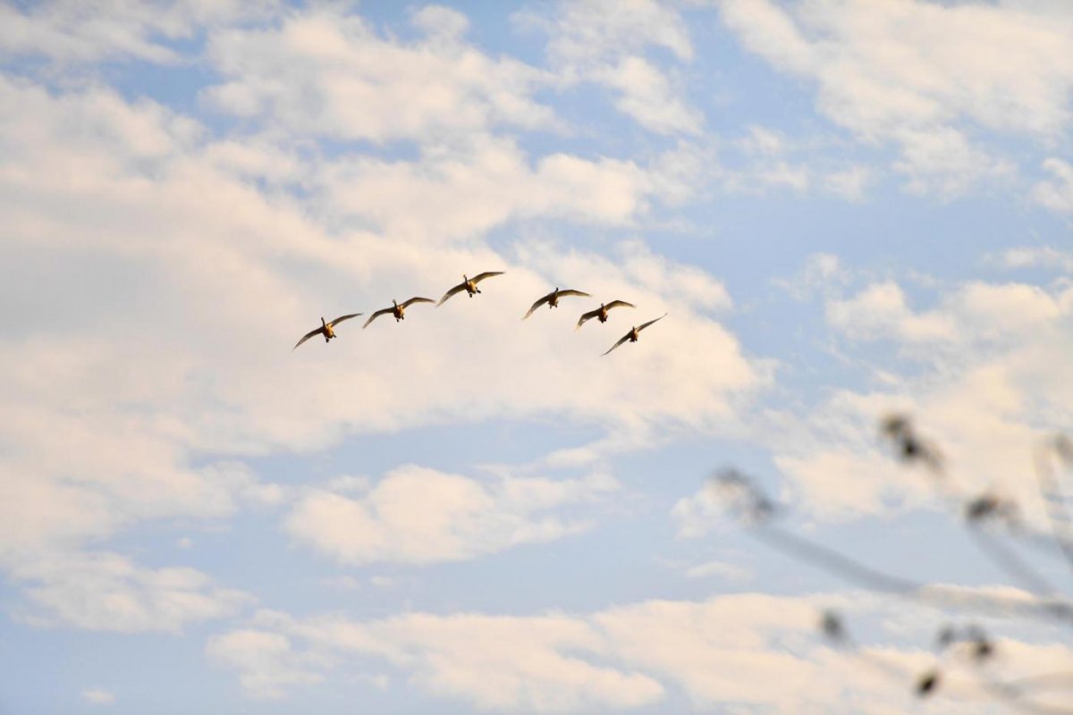 Вьюрок Коростель свиристель