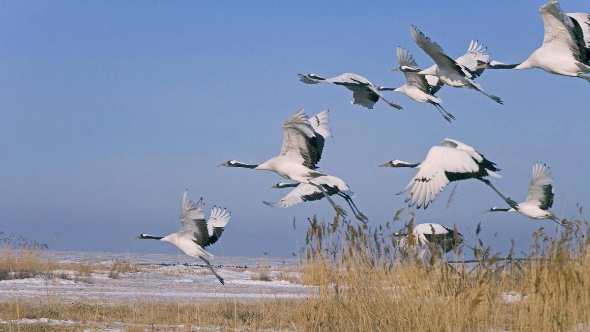 Журавль и лебедь