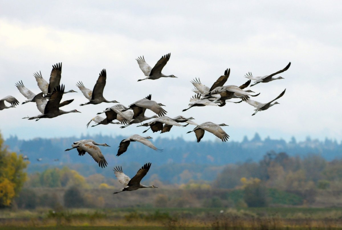 Перелетные птицы