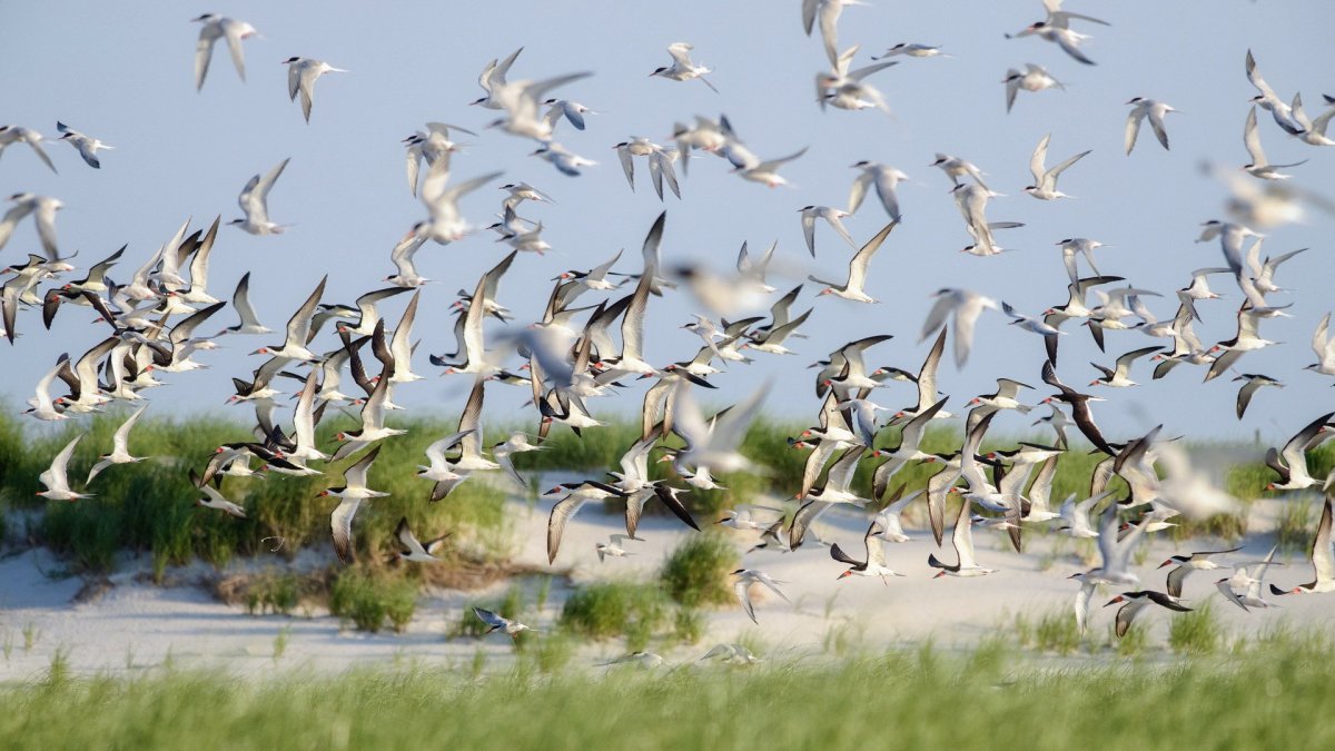 Птицы дальнего Востока свиристель