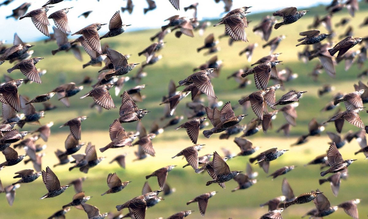 Весенние перелетные птицы