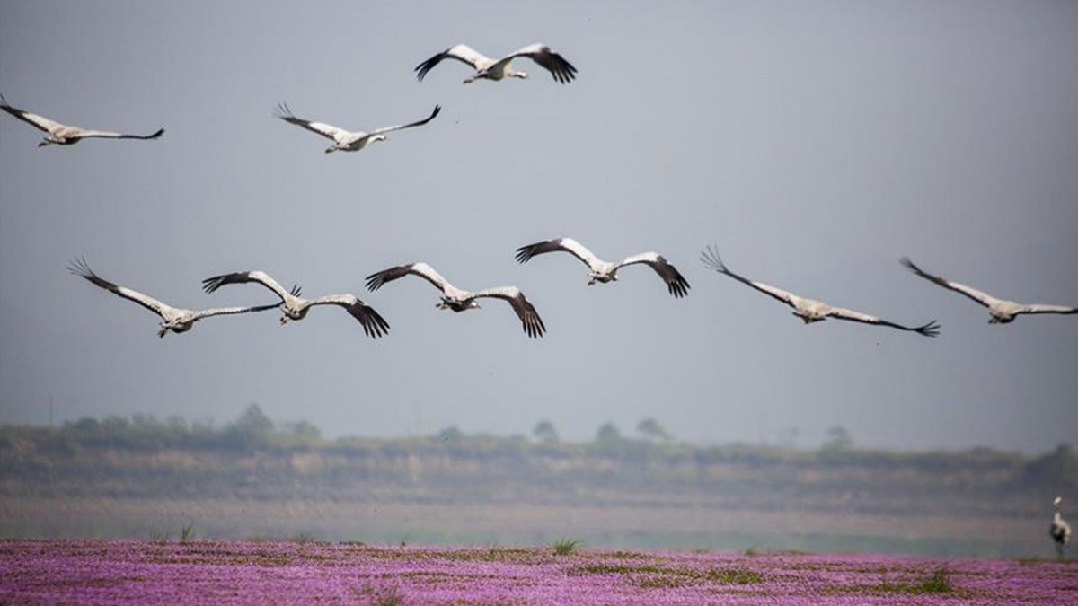 Скворец Перелетная птица