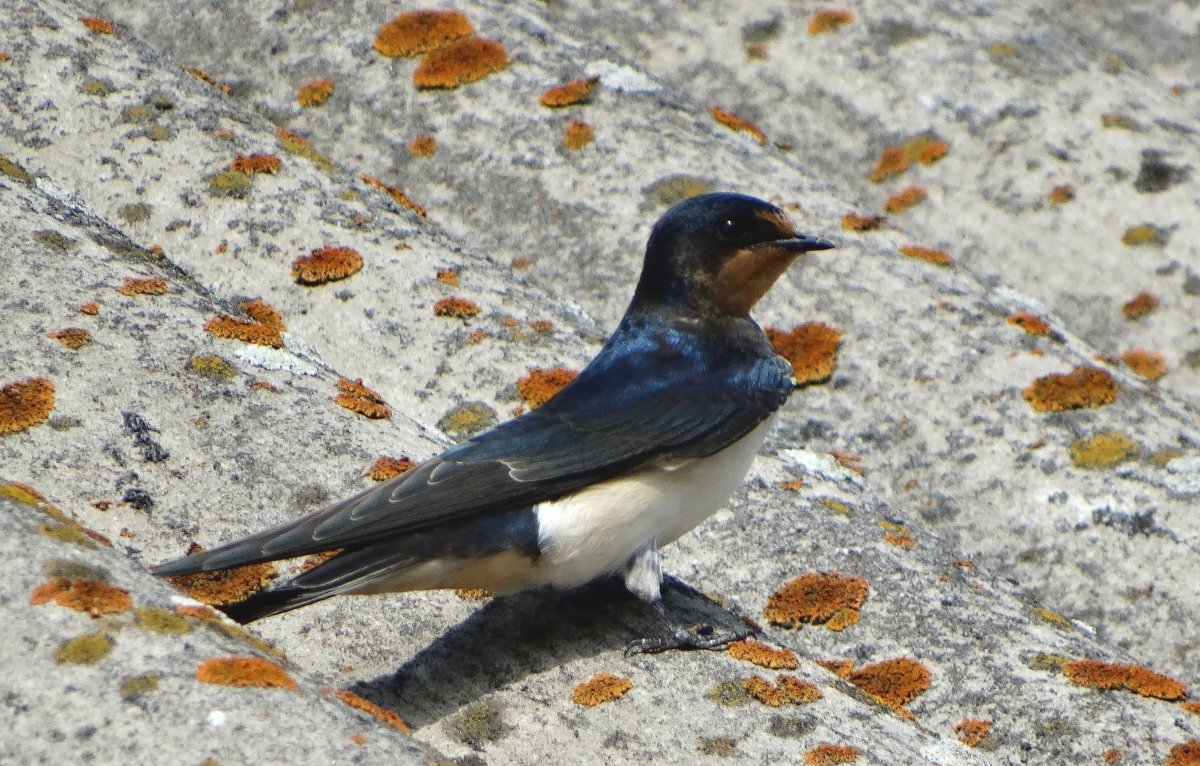 Перелётные птицы Бурятии перелётные птицы Бурятии