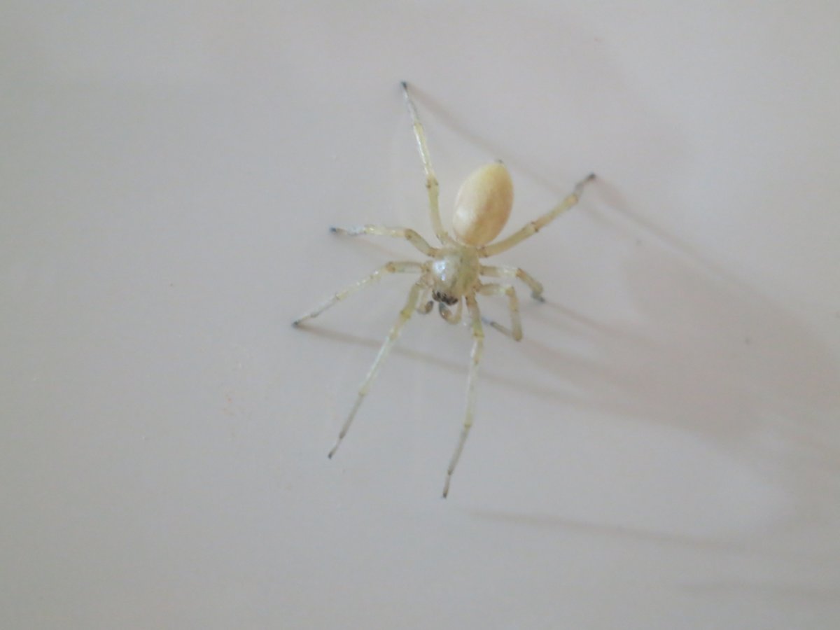 Домашние пауки в ванной