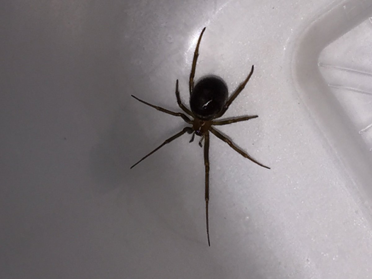 Паук на стене