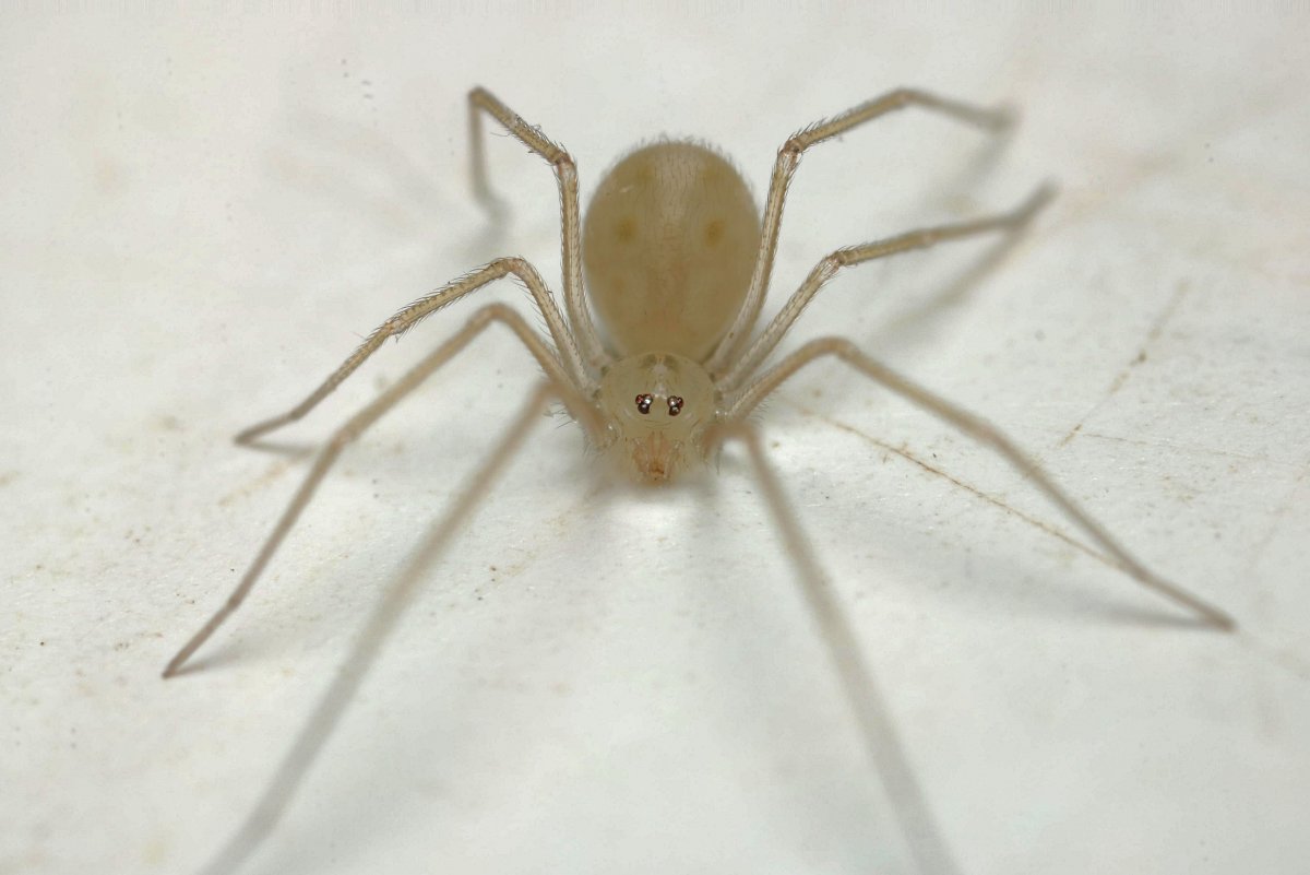Белый паук сбоку