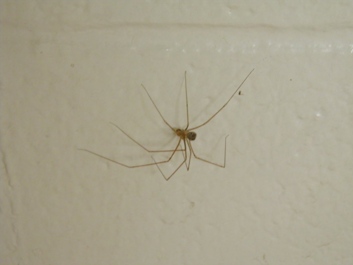 Белый паук в квартире