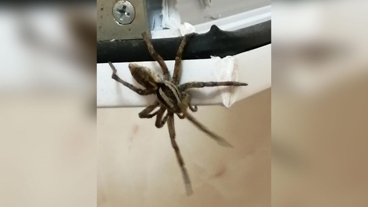 Хэллоуин декор паутина