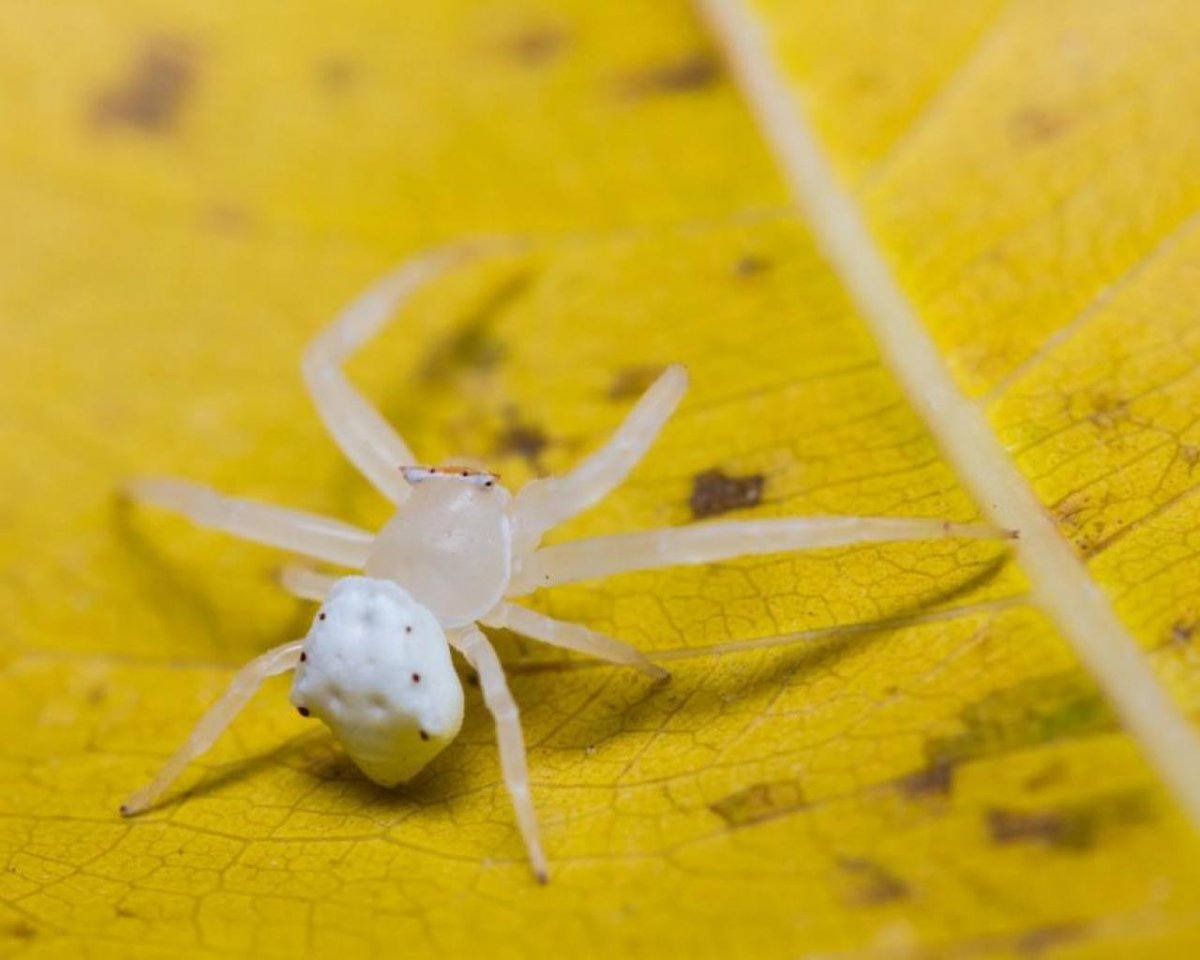 Черный подвальный паук