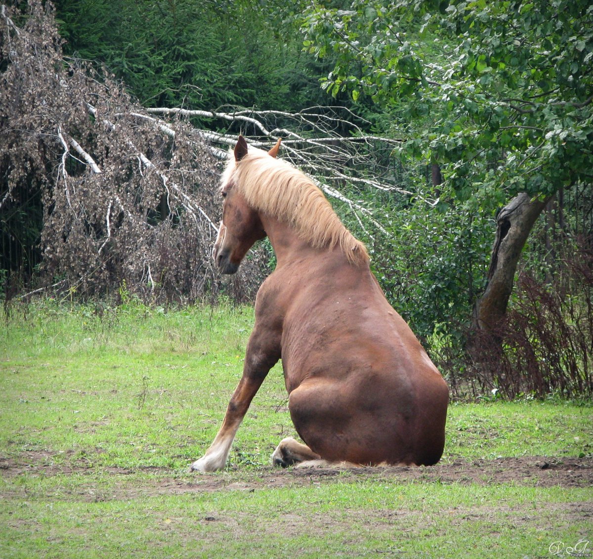 Обои на рабочий стол кони
