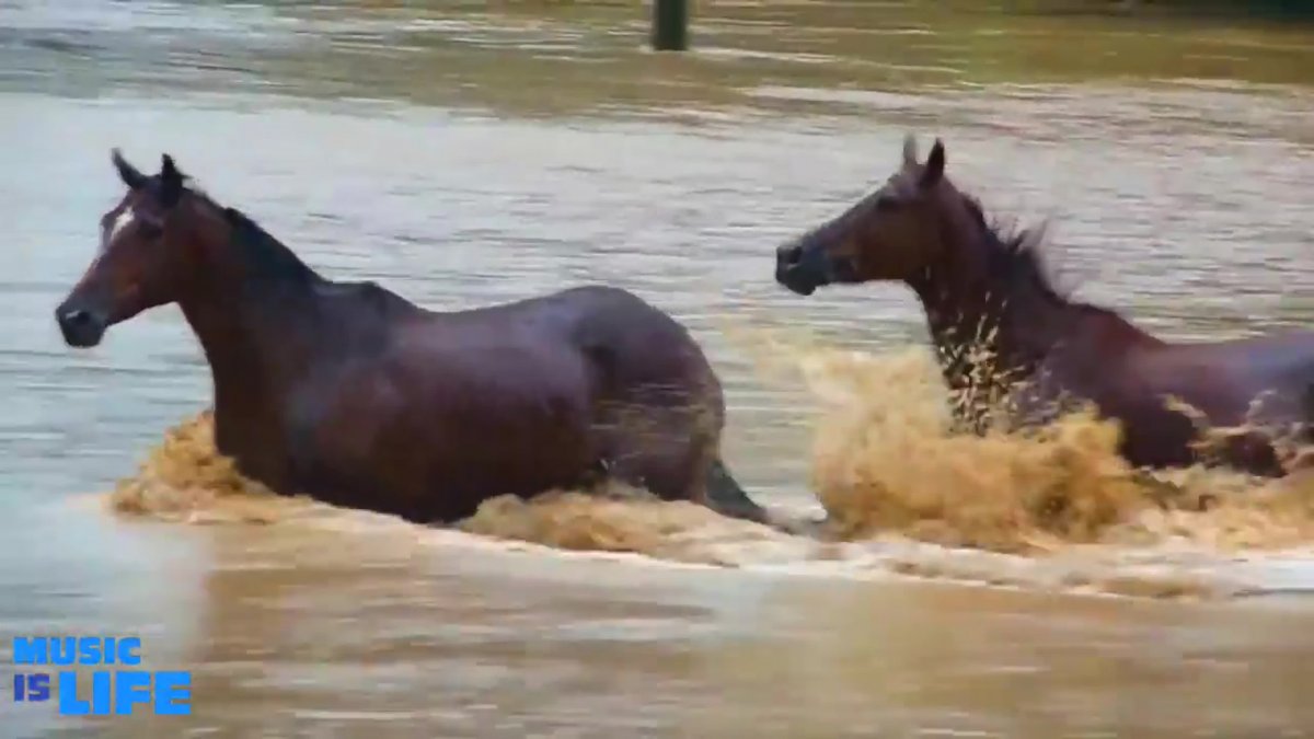 Владимир Двинской - устали кони