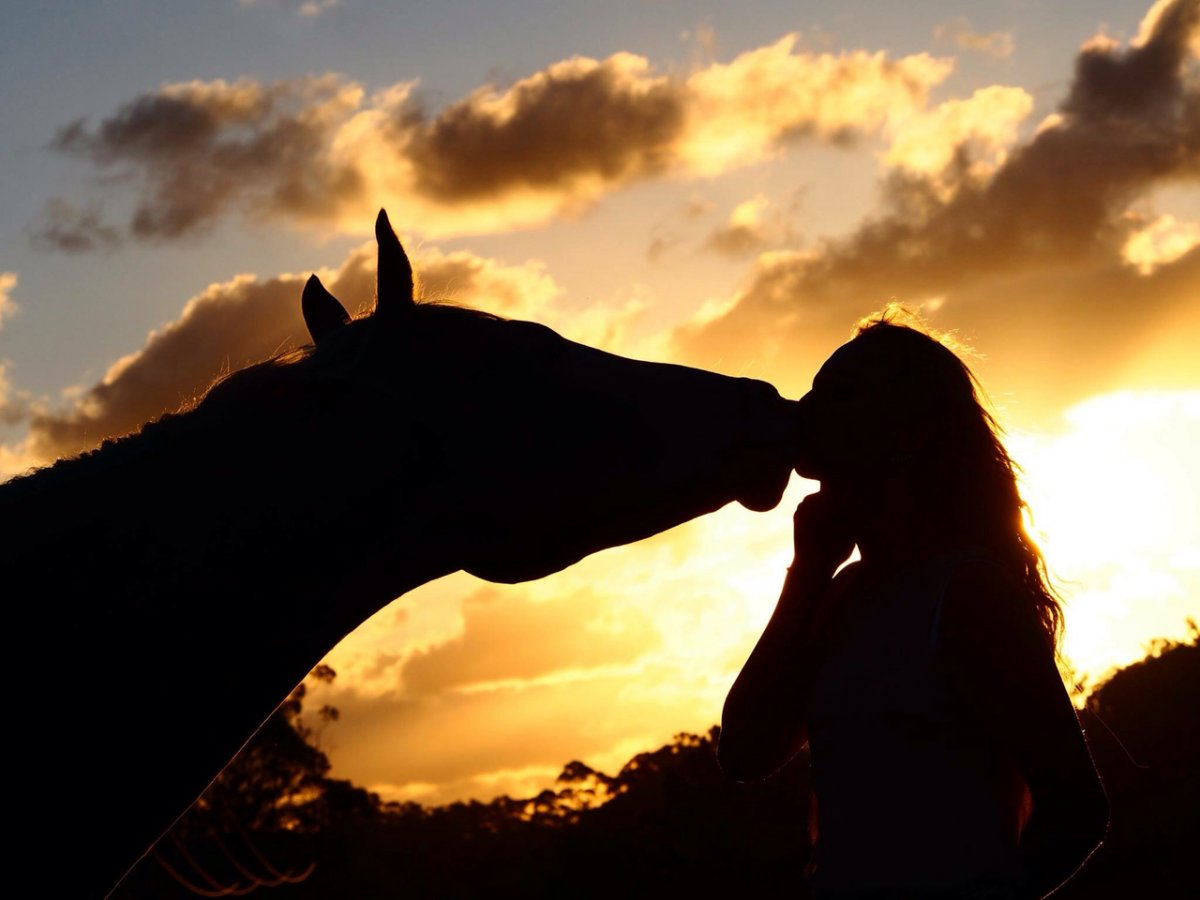 Красивые конюшни для лошадей